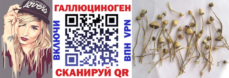 Псилоцибиновые грибы Psilocybine cubensis  Моршанск 